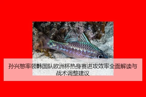 sun-xing-min-shuai-ling-han-guo-dui-ou-zhou-bei-re-shen-sai-jin-gong-xiao-lv-quan-mian-jie-du-yu-zhan-shu-tiao-zheng-2-953.jpg